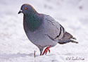 Columba livia